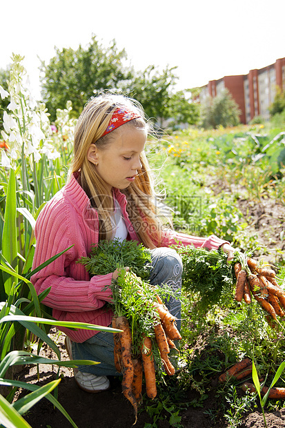 在菜园工作的女孩 女青年爱好快乐花园园艺女性国家女孩们活动食物收成图片