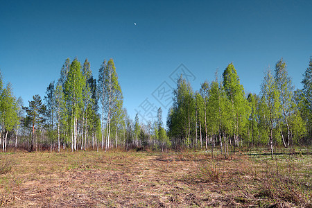 弹簧球场上的二插管植物野生动物环境叶子桦木树干衬套土地荒野树林图片