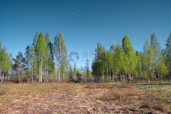 弹簧球场上的二插管植物野生动物环境叶子桦木树干衬套土地荒野树林图片