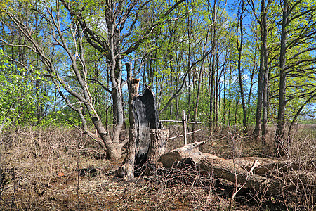 枯草的树木头静脉风暴苔藓农村风霜损害荒地植被森林图片