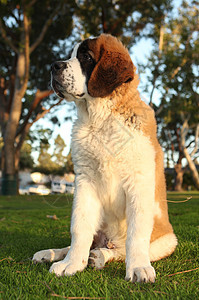 可爱的圣伯纳德 Purebred小狗犬类哺乳动物工作室宠物动物朋友白色图片