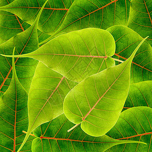 绿树叶背景黄色进步环境静脉材料植物活力生物学生长刀刃图片
