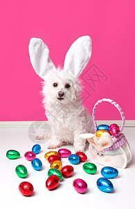 有兔子耳朵和复活节鸡蛋的漂亮狗狗图片