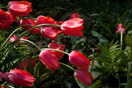 春季郁金香花瓣背景树叶花朵花园绿色背景图片