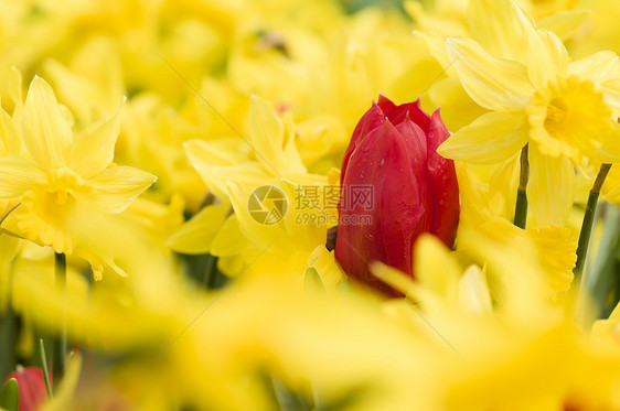 花朵多彩花园花束植物展示绿色橙子红色园艺宏观黄色图片