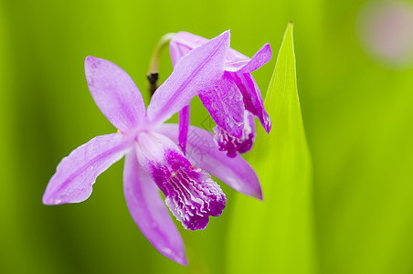 粉红兰花花绿色兰花植物群粉色宏观园艺植物图片