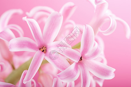 粉红色花朵植被叶子环境生长生态花瓣美丽植物花园植物群图片
