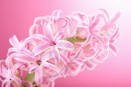 粉红色花朵叶子植物群植被花园美丽环境生态植物生长花瓣图片