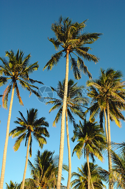 椰子树气候异国天空水果热带植物树干花园棕榈蓝色图片