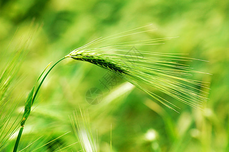 小麦耳收成植物玉米粮食稻草乡村生长食物农场耳朵图片