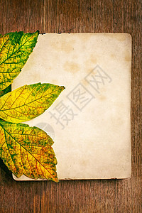秋天黄色古董树叶橙子艺术季节摄影框架红色水平图片