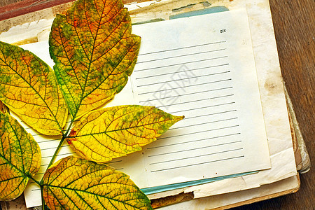 秋天棕色橙子树叶季节黄色水平摄影艺术古董团体图片