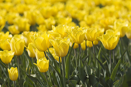 荷兰的Tulip 字段花瓣场地投标晴天生长季节宏观植物农场生活图片
