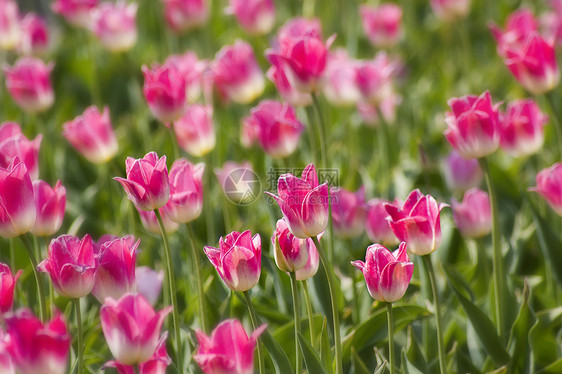 荷兰有粉红色郁金香的春田农场花园植物季节晴天宏观生活花瓣场地投标图片