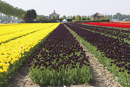 荷兰的Tulip 字段农场生长季节花园生活投标宏观花瓣场地栽培图片