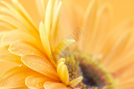 热贝拉菊花花冠植物宏观雏菊植物群生长花园橙子工作室花粉图片