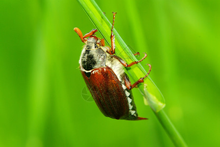 may bug 中棕色树叶绿色宏观漏洞野生动物衬套植物季节灌木丛图片