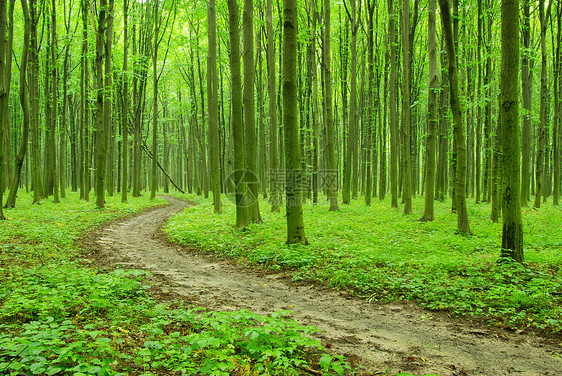 森林宏观树木植物绿色环境叶子树叶生长图片