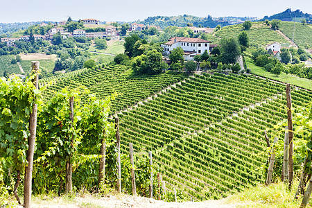 意大利皮埃蒙特阿斯蒂地区塔纳附近的维尼亚尔国家植被旅行农村农业栽培风景世界位置葡萄图片