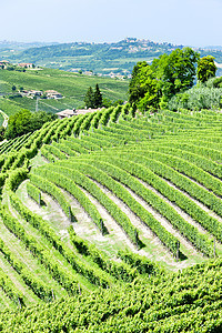意大利皮埃蒙特附近的维内亚尔栽培国家旅行农业葡萄园藤蔓位置植物风景植被图片