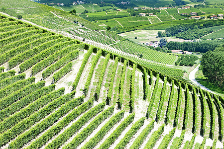 意大利皮埃蒙特附近的维内亚尔植物位置风景世界外观藤蔓乡村植被栽培农村图片