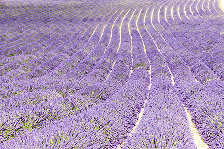 法国普罗旺斯 巴伦索瓦伦索高原紫丁香紫色种植园位置农业高原植物植被世界场地图片