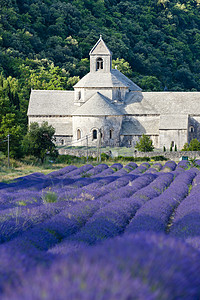 法国普罗旺斯 用熏衣草地建造的塞南克修道院景点紫丁香植被外观植物群教会旅行历史性植物场地图片