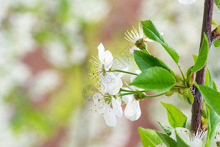 樱花花白色季节性花瓣绿色图片