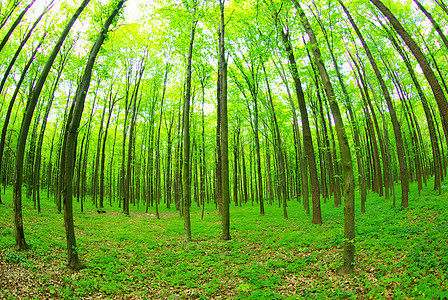森林阳光植物空地林地风景宗教精神荒野辐射树木图片