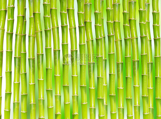竹竹背景热带园艺白色活力植物丛林叶子绿色花园环境图片