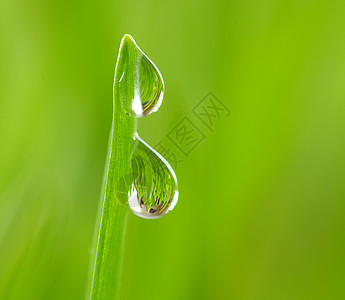 滴落花园植物宏观雨滴生长绿色草本植物树叶草地液体图片