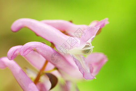 花蓝色花园花瓣阴影宏观植物群森林植物公园毛茛图片