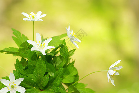 花朵美丽植物花瓣绿色宏观花店森林生长晴天荒野图片