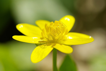 花朵花园花粉香味植物学美丽药品日落辉光场地植物图片