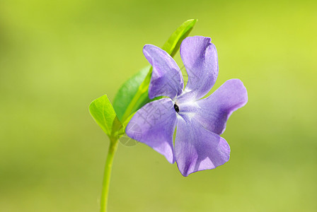 春花森林植物阴影公园植物群毛茛宏观花园花瓣蓝色图片