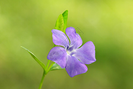 春花毛茛宏观蓝色阴影植物花瓣花园公园植物群森林图片