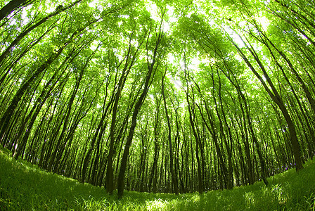 森林树叶绿色叶子树木宏观生长环境植物图片