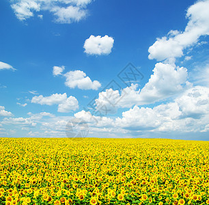 向向向外字段草地地球天空晴天种植园植物绿色农场向日葵黄色图片