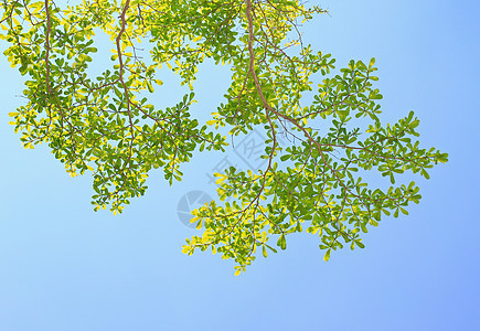 绿叶 天空清蓝阴影枝条蓝色花园框架叶子宏观植物学公园植物群图片
