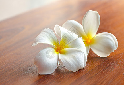 佛朗吉帕尼桌上的花朵装饰木头按摩植物鸡蛋花奢华美丽桌子情调风格图片