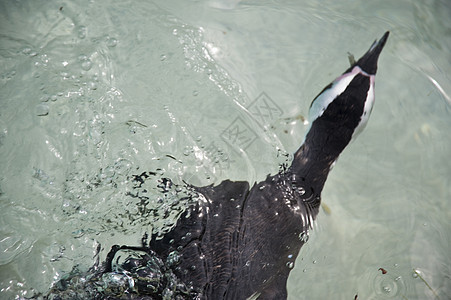 企鹅动物学游泳潜水鸟类图片
