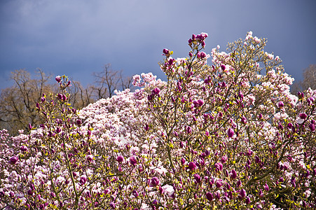 马木兰树林白色粉色木头花园花朵植物蓝色天空玫瑰背景图片