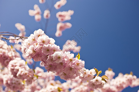 樱花花植物红色果树植物学粉色玫瑰晴天水果樱花花园图片
