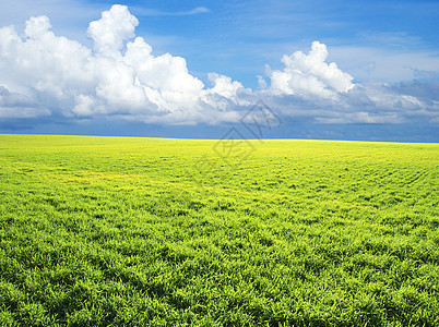 字段乡村植物远景场地阳光绿色全景农业地平线牧场图片