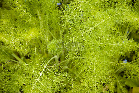 草药花园草药生长植物花朵草本植物绿色蔬菜生态后院花园图片