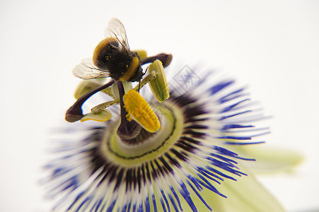b 大黄蜂植物花园熊蜂植物学花粉花朵植物群昆虫区系背景图片
