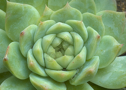 稀释植物肉质棕色沙漠植物学生长绿色园艺草本旱生植物植被图片