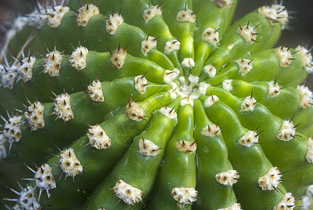 绿仙人掌植物绿色沙漠花园脊柱多刺肉质生长图片