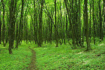 绿林辐射阳光宗教树木林地精神空地荒野风景植物图片