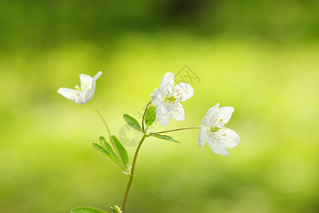 花朵荒野绿色花瓶美丽森林太阳花瓣花园生长植物群图片